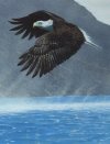 Bald Eagle (Close Up)