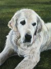 Dog created 2009
