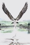 Osprey created 2001
