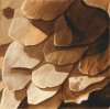 Pangolin created 1993