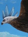 Red Kite (Close Up)