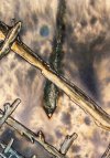 Spacestix (Close Up)