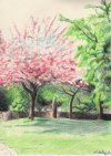 Orchard created 1994