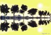 Treeline 3 created 2007
