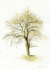 White Poplar Tree created 1993