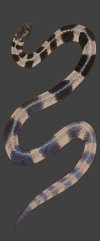 Snake Banded Sea