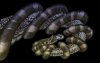 Snakefight