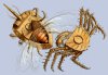 Spidercrab