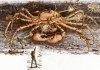 Spidercrab Fight