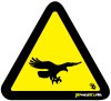 Bird, Eagle