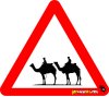 Camel Caravan