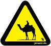 Camel Rider