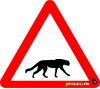 Cat, Cheeta