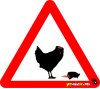 Headless Chicken