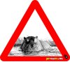 Hippo