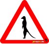 Meerkat
