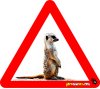 Meerkat, Young