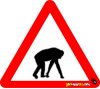 Monkey, Chimp