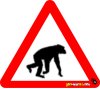 Monkey, Macaque