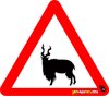 Mountain Goat