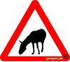 Mule