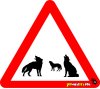 Wolfpack 1