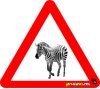 Zebra Crossing