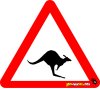 Kangeroo