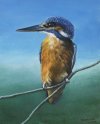 Wildlife